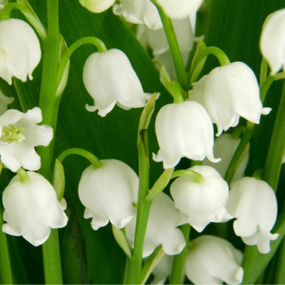 lily-of-the-valley.jpg